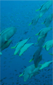 located in bans diving report