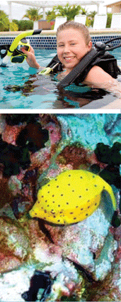 discover scuba diving