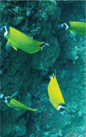 located in bans diving report