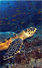 located in bans diving report