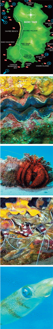 koh tao dive sites