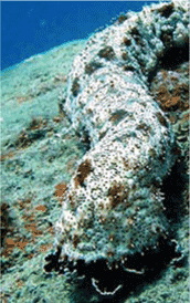 located in bans diving report